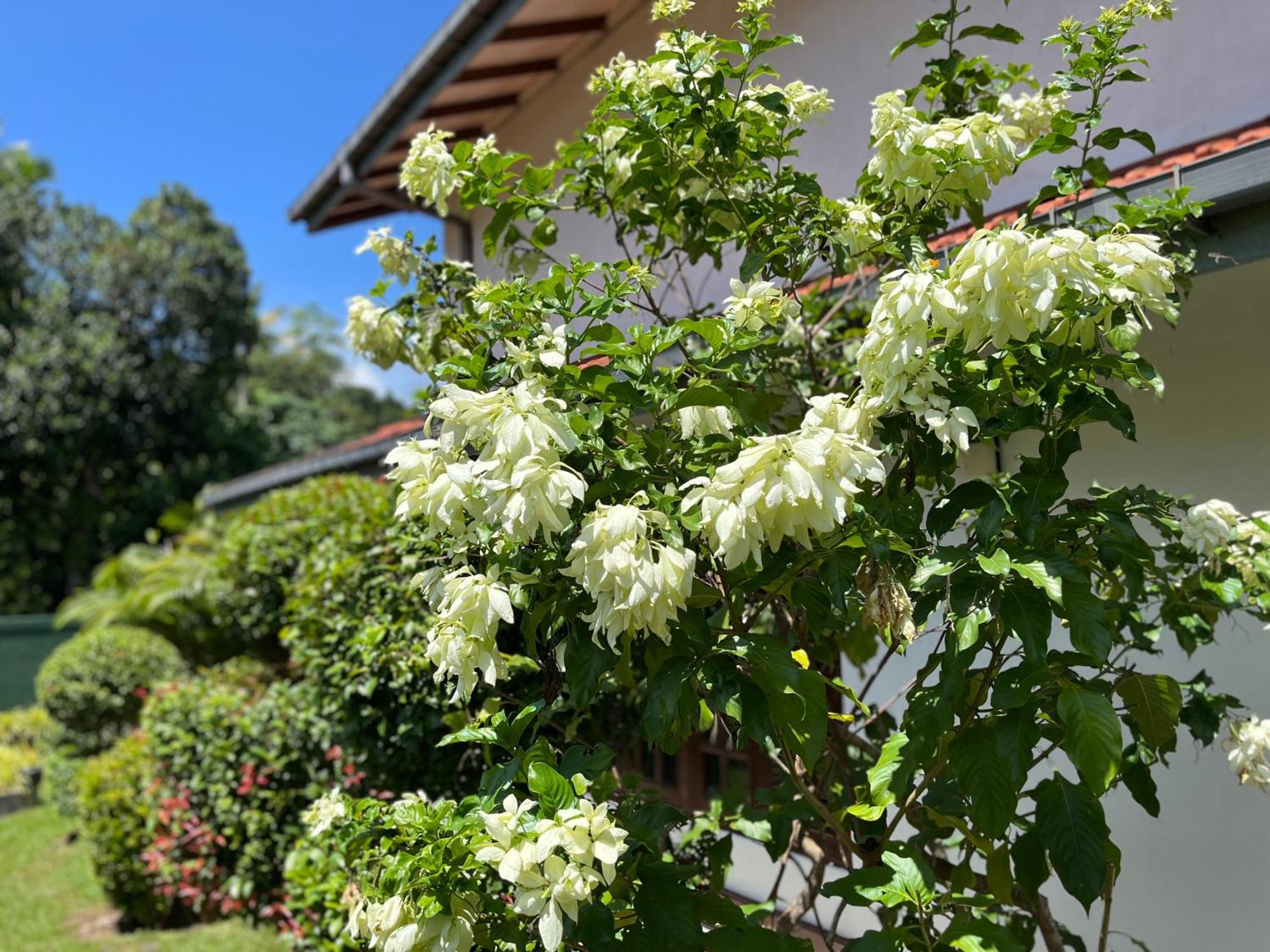 Garden Haven Hikkaduwa Villa Dış mekan fotoğraf