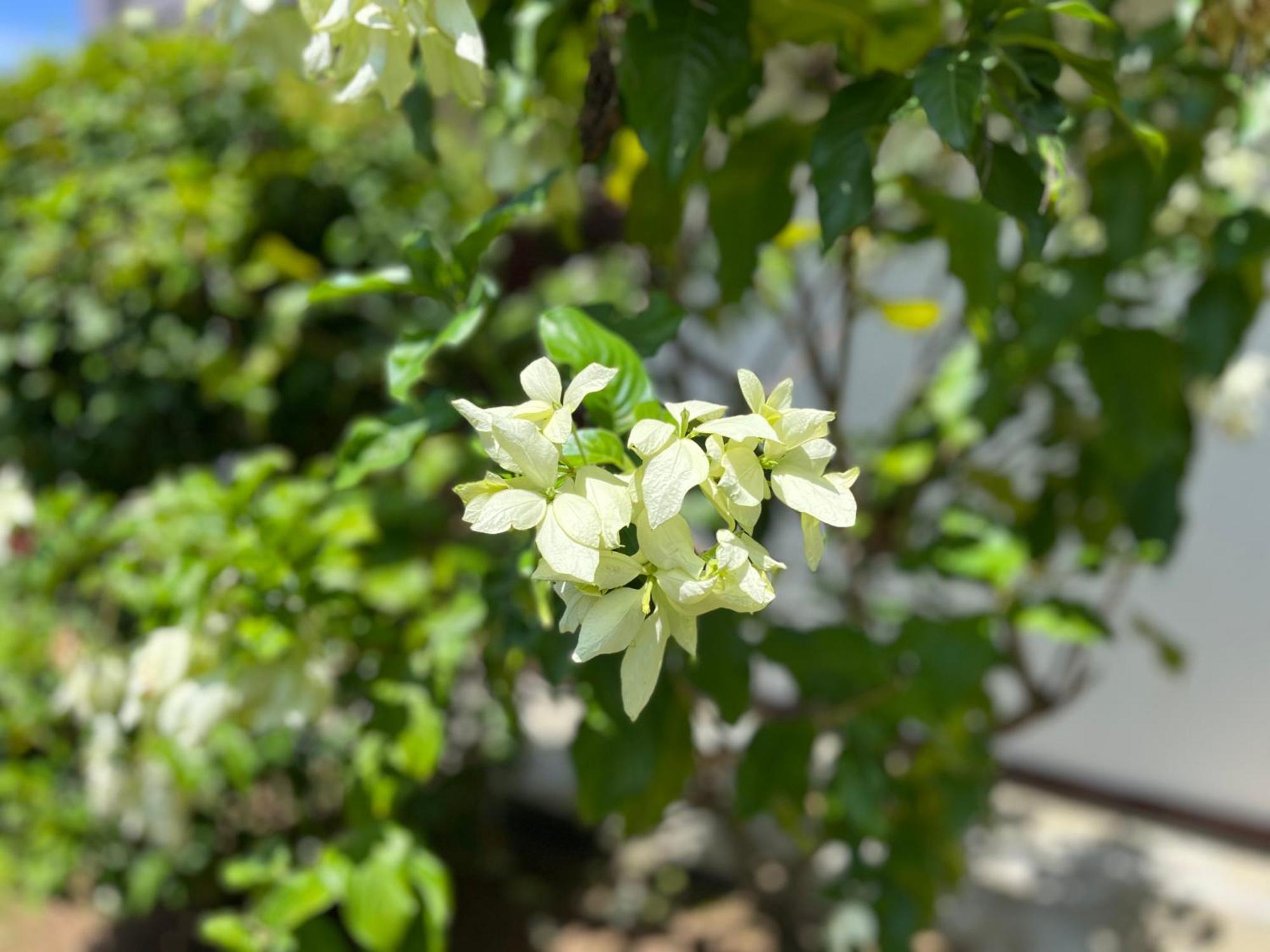 Garden Haven Hikkaduwa Villa Dış mekan fotoğraf